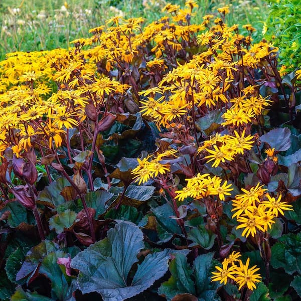 lundager plants Low Light Plant Bundle  Dahing Plants