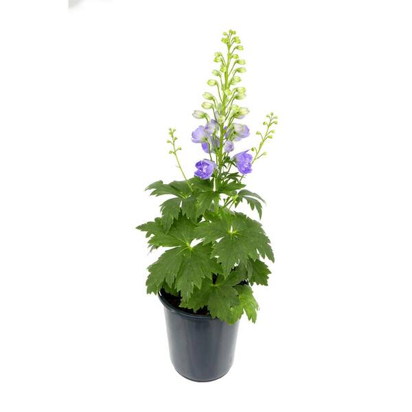 Unbranded. 2.5 qt. Delphinium 'Aurora Light Purple' Perennial