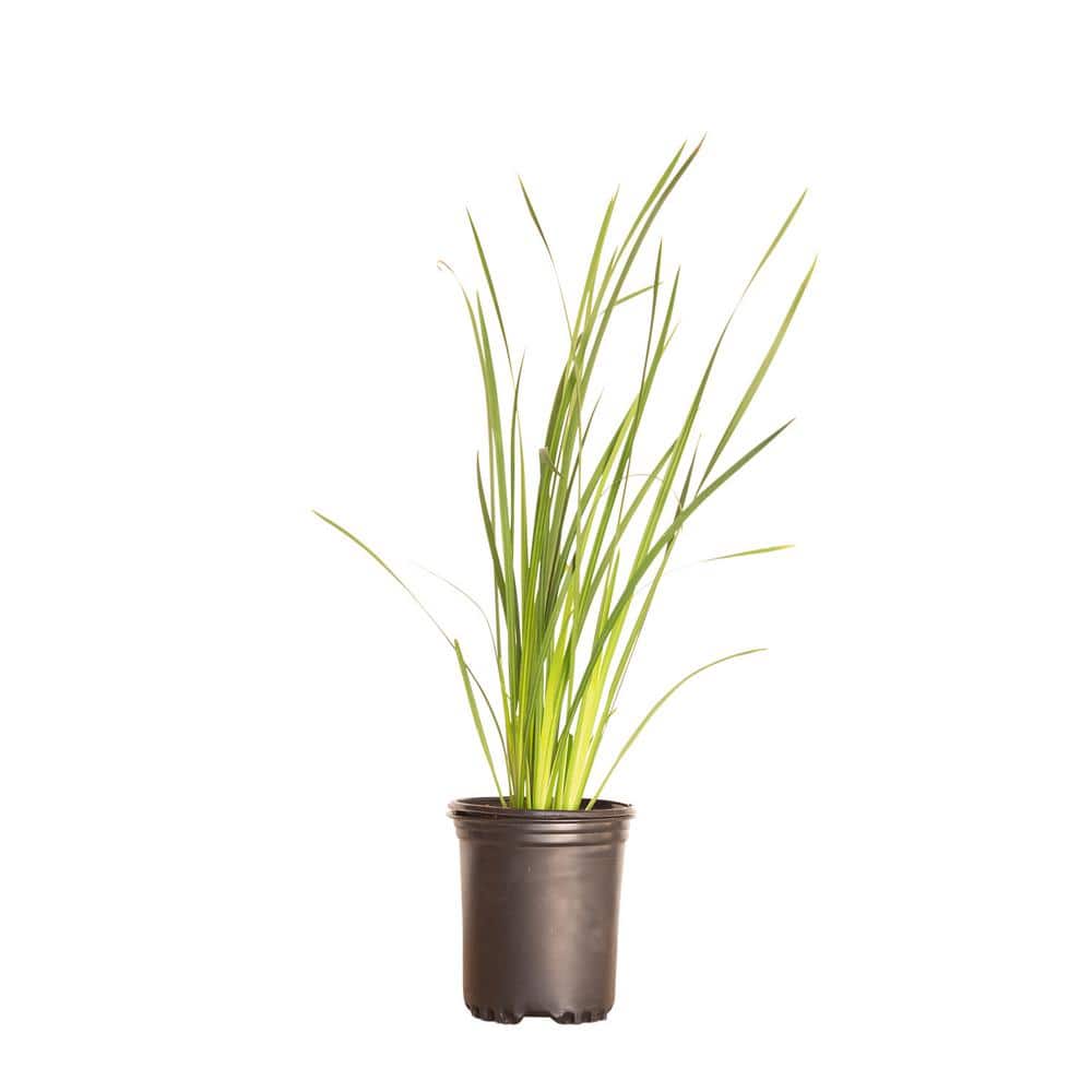 2.5 qt. Butterfly African Iris Plant with Yellow Bicolor Flowers price history on PriceWatchPro
