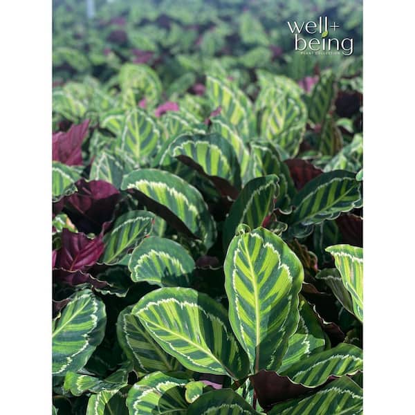 NATURE'S WAY FARMS 6 in. Shinestar Calathea Indoor Tropical Houseplant in  Grower Pot (1-Pack) 1971 - The Home Depot