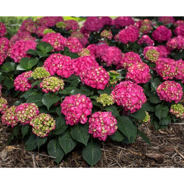 Endless Summer 1 Gal. Summer Crush Hydrangea Reblooming Live Plant