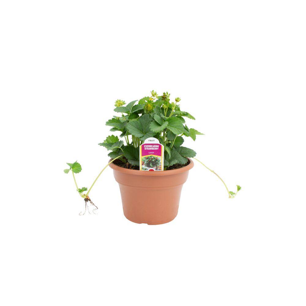 6 in. Pot Capella Strawberry Lizzy Plant (2 Plants) price history on PriceWatchPro