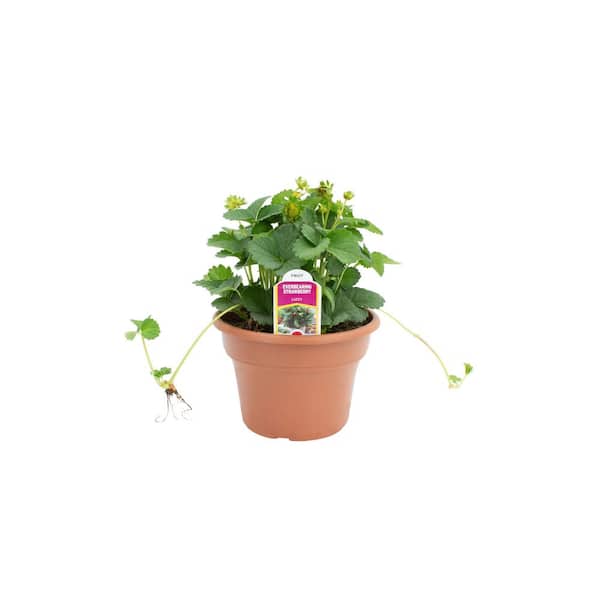 6 in. Pot Capella Strawberry Lizzy Plant (2 Plants)