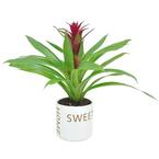 Bromeliad Plant Grower's Choice Colors in 4 in. Home Sweet Home Ceramic