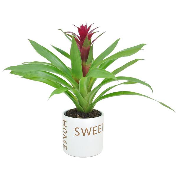 Costa Farms Bromeliad Plant Grower's Choice Colors in 4 in. Home Sweet Home Ceramic