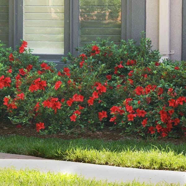 ENCORE AZALEA - 1 Gal. Autumn Bonfire Reblooming Azalea Shrub with Red Flowers