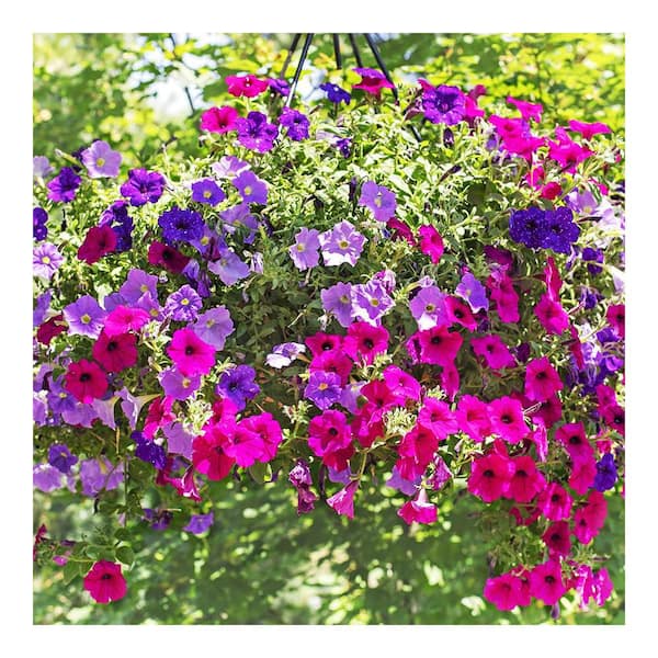 ALTMAN PLANTS #11 Select HB Trailing Vinca Plant with Blue/Purple