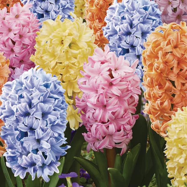 VAN ZYVERDEN Hyacinth Pastel Mix Hyacinthus Dormant Bulbs 36925