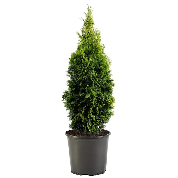 1 Gal. Emerald Green Arborvitae Shrub with Green Foliage