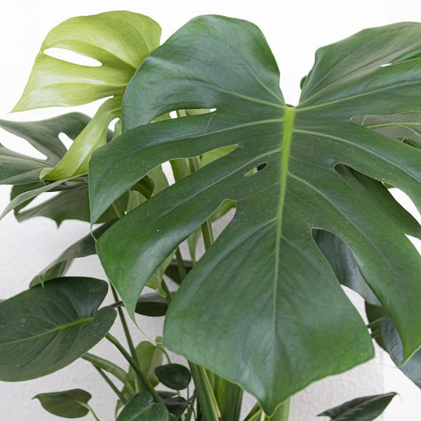 United Nursery Monstera Deliciosa Split-Leaf Philodendron Live Swiss Cheese  Plant in 9.25 inch Grower Pot 21887 - The Home Depot