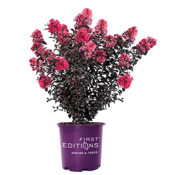 FIRST EDITIONS 7 Gal. Midnight Magic Crape Myrtle Flowering Shrub with Dark Leaves and Dark Pink Flowers