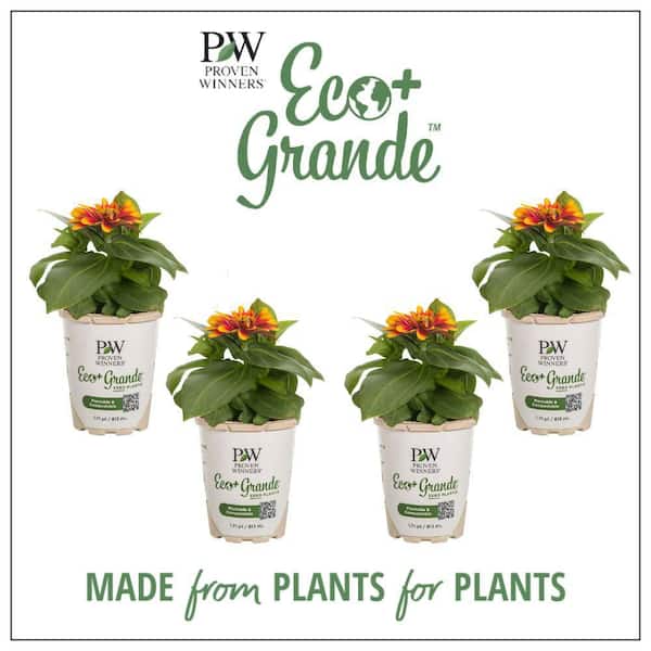 PROVEN WINNERS 4.25 in. Eco+Grande Sweet Tooth Candy Corn (Zinnia) Live Plant, Deep Orange and Yellow Flowers (4-Pack)