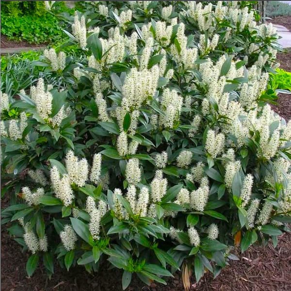 1 Gal. Cherry Laurel Otto Luyken Shrub Hardy, Fragrant, Beautful Shrub Perfect for Hedge Plantings