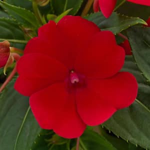 4 In. Compact Fire Red SunPatiens Impatiens Outdoor Annual Plant with Red Flowers (3-Plants)