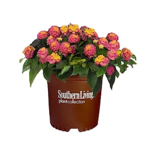 2.6 Qt. Hot Pink Little Lucky Lantana Plant with Pink and Yellow Blooms