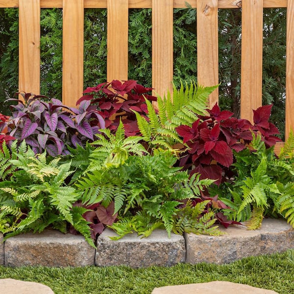 1.5 Pt. Fern Hardy Autumn Perennial Plant (5-Pack)