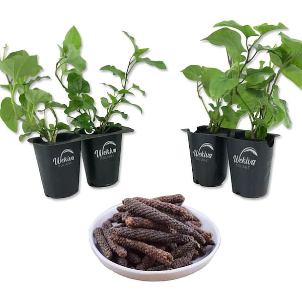 Wekiva Foliage Long Pepper Plant-4 Live Starter Plants in 2 Inch Pots-Piper Longum-Indian Long Pepper Sweet Herbal Vine