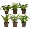 Plants ManiaVALIEM Warp Devil、BRERO ZZ Plant House Plants at Lowes.com