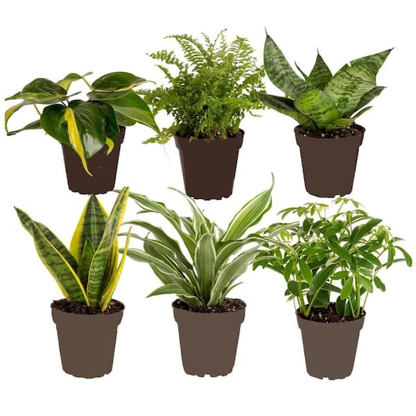 Cubilan 6-Pack Live Indoor Houseplants in Pots, Easy to Grow Air-Purifying Plants, Grower's Choice Home or Gift Decor Set