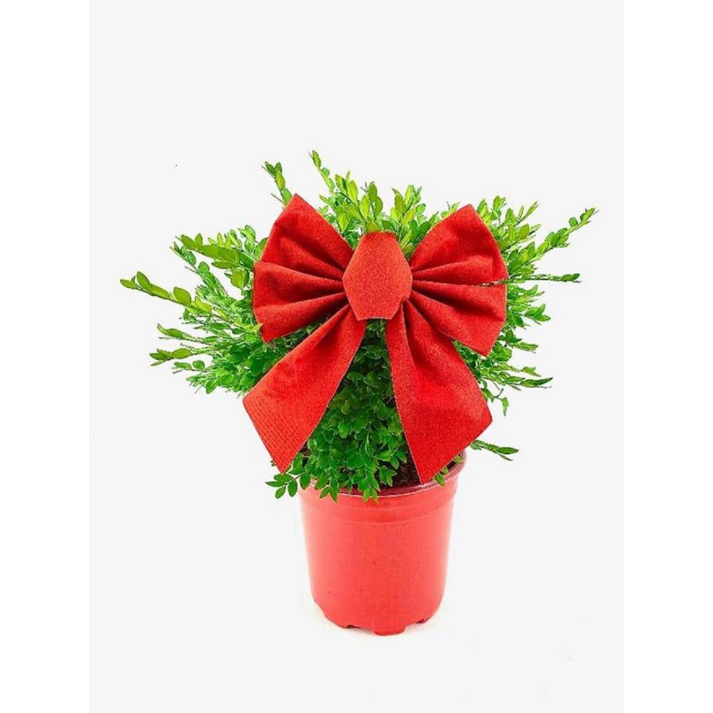 BELL NURSERY 1 Gal. Boxwood Live Evergreen Shrub in Red Holiday Pot