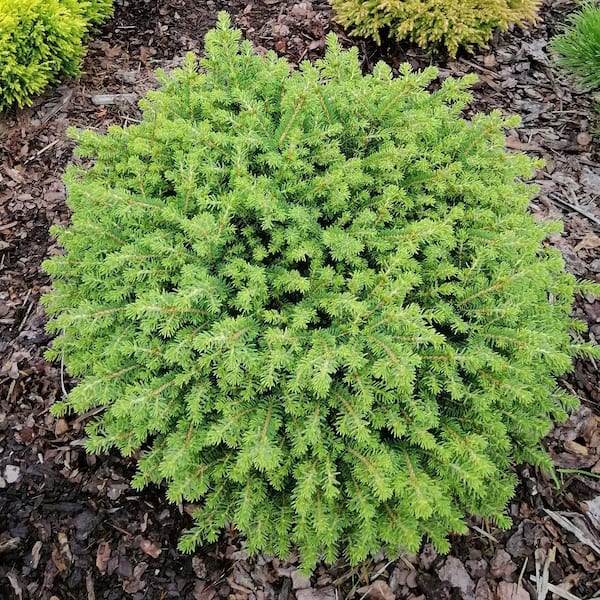 DIRECT GARDENING 3 Gal. Pot, Little Gem Spruce Bush Potted