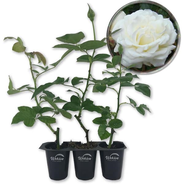Prosperity Rose Bush-2 Live Starter Plants in 2 in. Growers Pots-Beautifully Hybrid Tea Rose-A Versatile Beauty