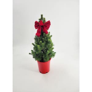9 in. Picea Conica (Dwarf Alberta Spruce) Live Evergreen Shrub in Red Holiday Pot with Bow