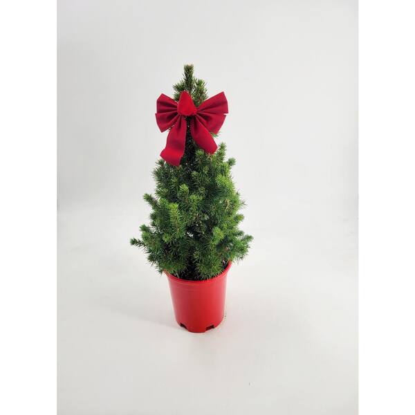 BELL NURSERY 9 in. Picea Conica (Dwarf Alberta Spruce) Live Evergreen Shrub in Red Holiday Pot with Bow