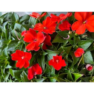 18-Pack Compact Orange SunPatiens Impatiens Outdoor Annual Plant with Orange Flowers in 2.75 In. Cell Grower's Tray
