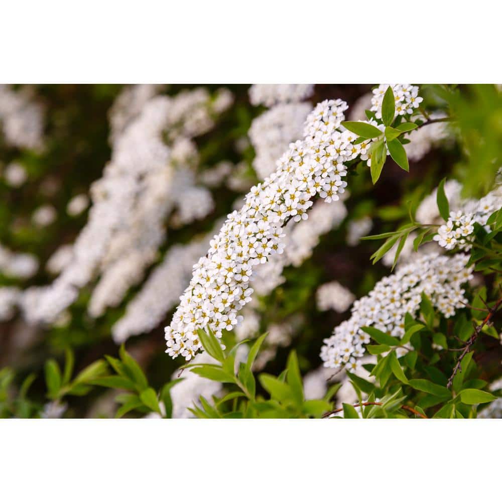 1 Gal. Bridal Wreath Spirea Flowering Shrub with Cascading White Flowers price history on PriceWatchPro