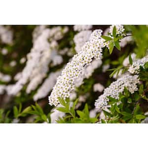 1 Gal. Bridal Wreath Spirea Flowering Shrub with Cascading White Flowers