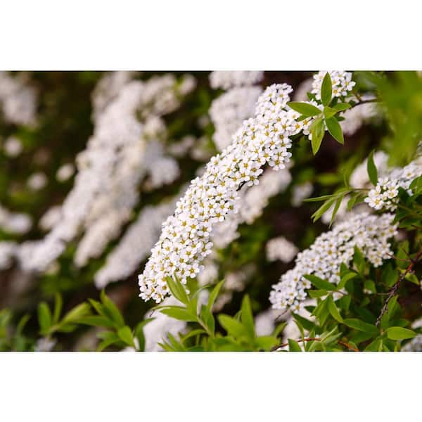 Online Orchards 1 Gal. Bridal Wreath Spirea Flowering Shrub with Cascading White Flowers