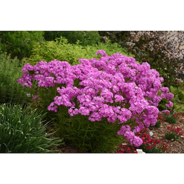 PROVEN WINNERS 1 Gal. Opening Act Ultrapink (Phlox) Live Plant, Pink Flowers
