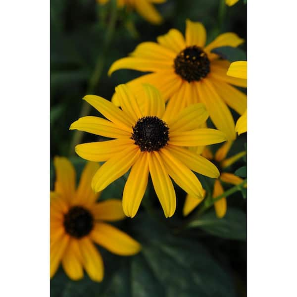 Unbranded 2 Gal. Goldsturm Black Eyed Susan Plant
