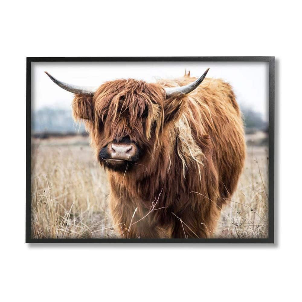 Grazing Longhorn Cattle Farmland Animal Portrait XXL by Amy Brinkman Stupell Industries Format: Black Framed, Size: 30 W x 24 H