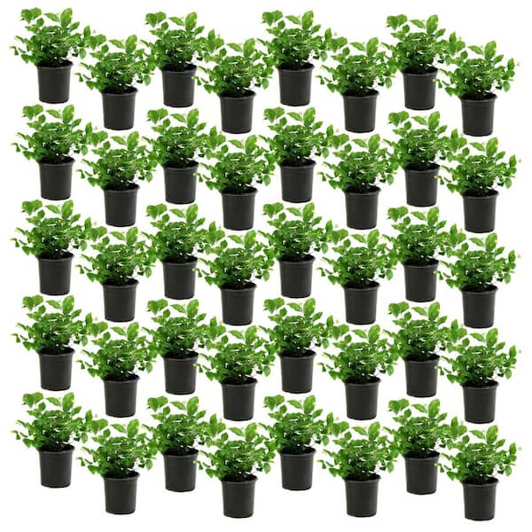 1 gal. Jasmine Sambac Arabian Plant (40-Pack)