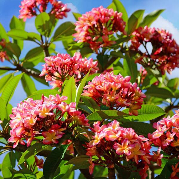 national PLANT NETWORK 1 gal. Plumeria Sunrise Plant with