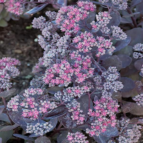 METROLINA GREENHOUSES #5 1 Qt. Sunsparkler Dazzleberry Purple and Pink Sedum Plant