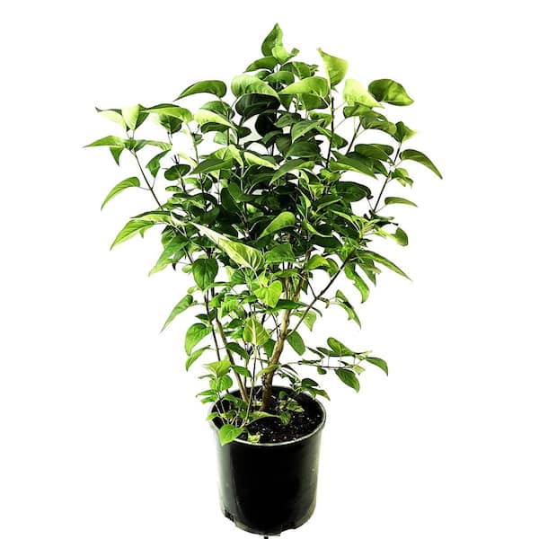 2.25 Gal. Albert F Holden Lilac with Dark Purple Flowers