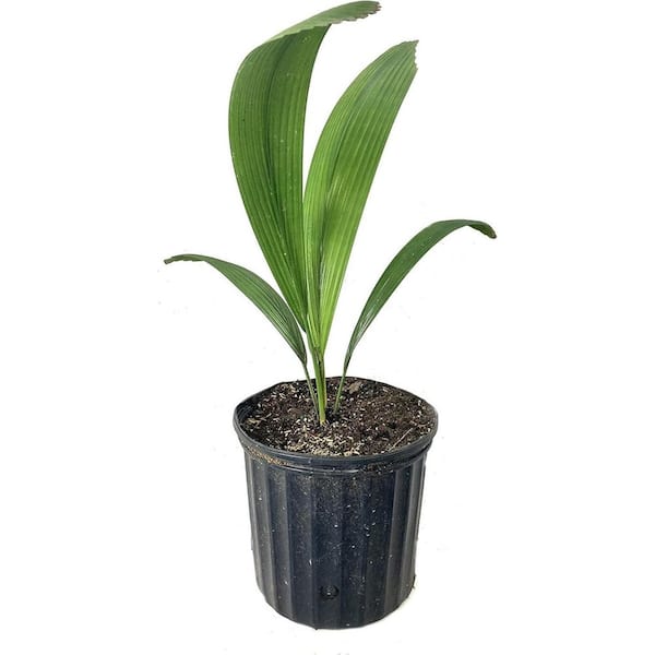Joey Palm-Live Plant in a 3 Gallon Growers Pot-Johannesteijsmannia Altifrons-Ornamental Palms of Florida
