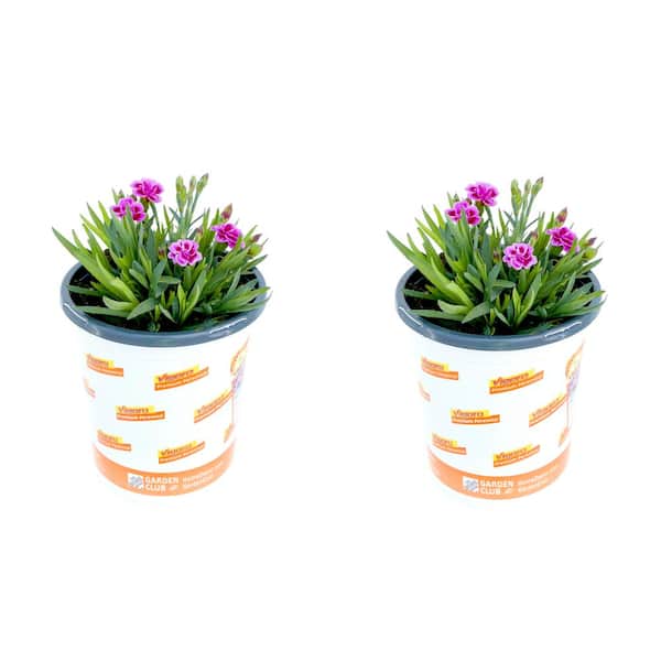 Vigoro 1 Qt. Dianthus Pink Kisses Carnation Perennial Plant (2-Pack)