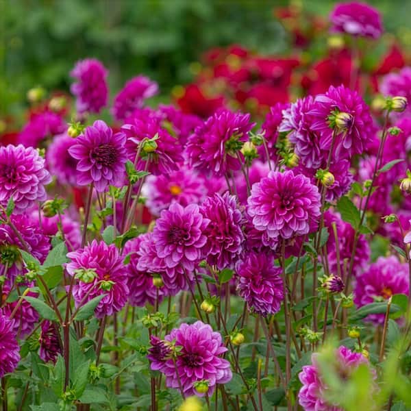 VAN ZYVERDEN Van Zyverden Dahlias Blue Bell Set of 5 Bulbs 84165