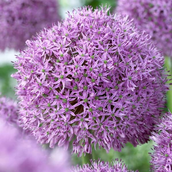 Bloomsz Allium Globe Master Flower Bulb 07480 - The Home Depot