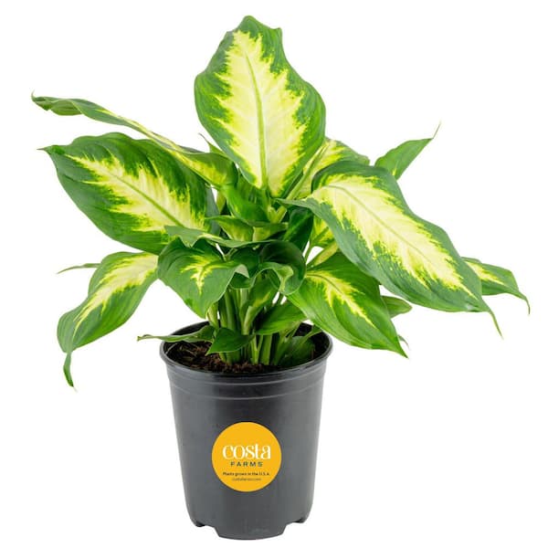 Costa Farms Dieffenbachia Indoor Plant in 6 in. Grower Pot, Avg. Shipping Height 1-2 ft. Tall