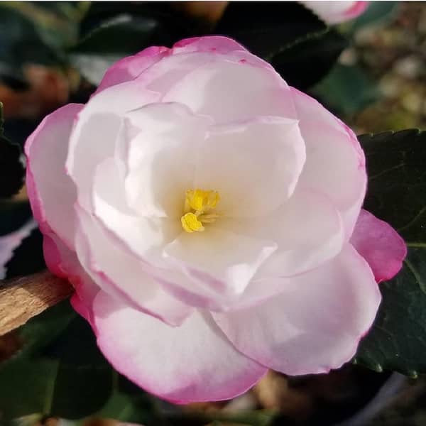 FLOWERWOOD 9.25 in. Pot - Leslie Ann Camellia(sasanqua) - Evergreen Shrub with White Blooms with Soft Pink Edges