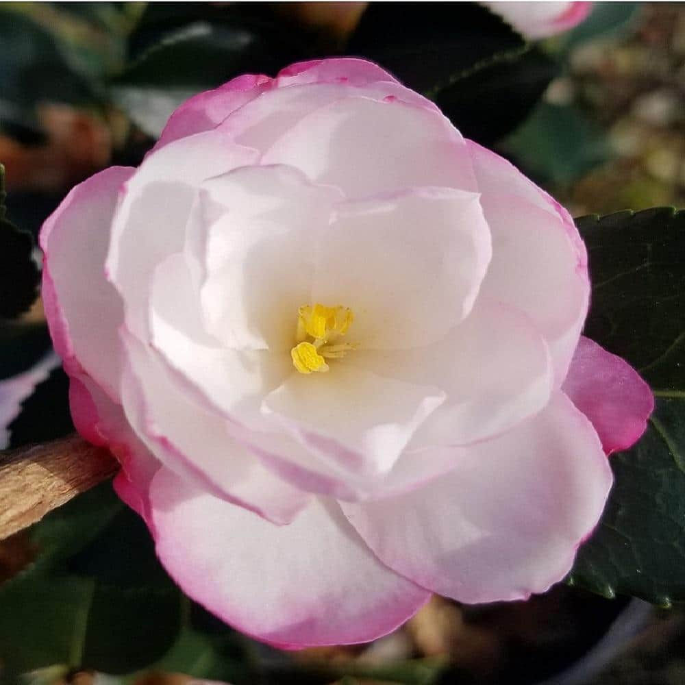 Stanley Camellia 