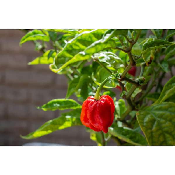 chilli plant seeds Pepper Seeds - Hot - Thai Bird's Eye chili seeds