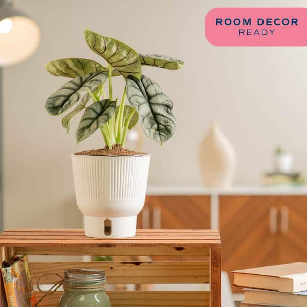 Costa Farms Trending Tropical Alocasia Silver Dragon Indoor Plant