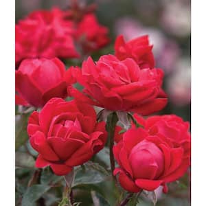 2 Gal. Red Double Knock Out Rose Bush with Red Flowers