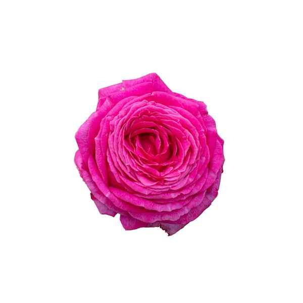 2 Gal. My Bouquet Rose Legend of Rossi with Yellow Flowers (1-Pack 2 Gal. My Bouquet Rose Legend of Rossi with Yellow Flowers (1-Pack